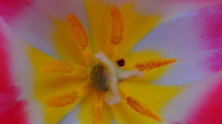 Inside the Flower