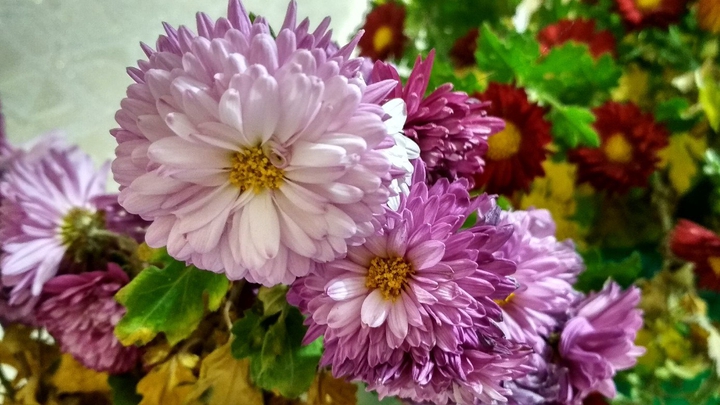 flower