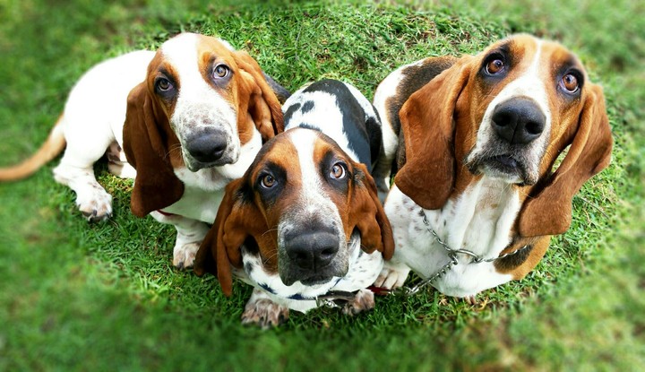 Basset Family