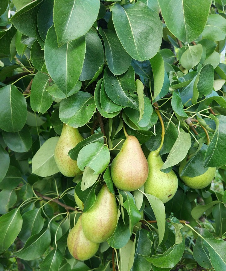 Pears
