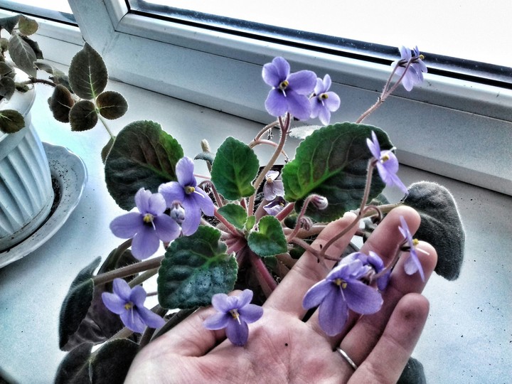 purple violet