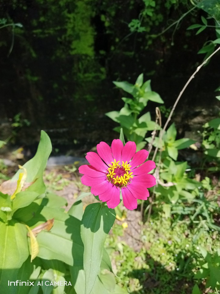 lovely phool