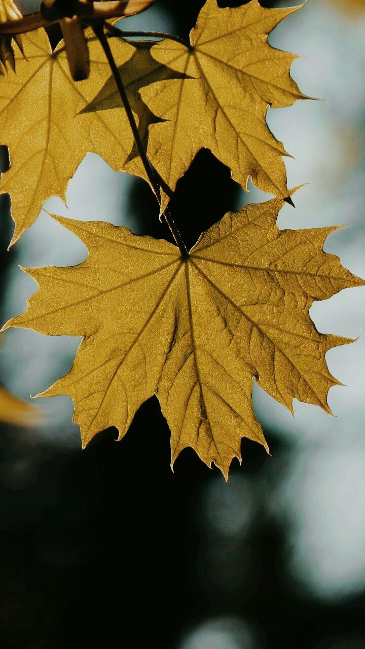 Leaf