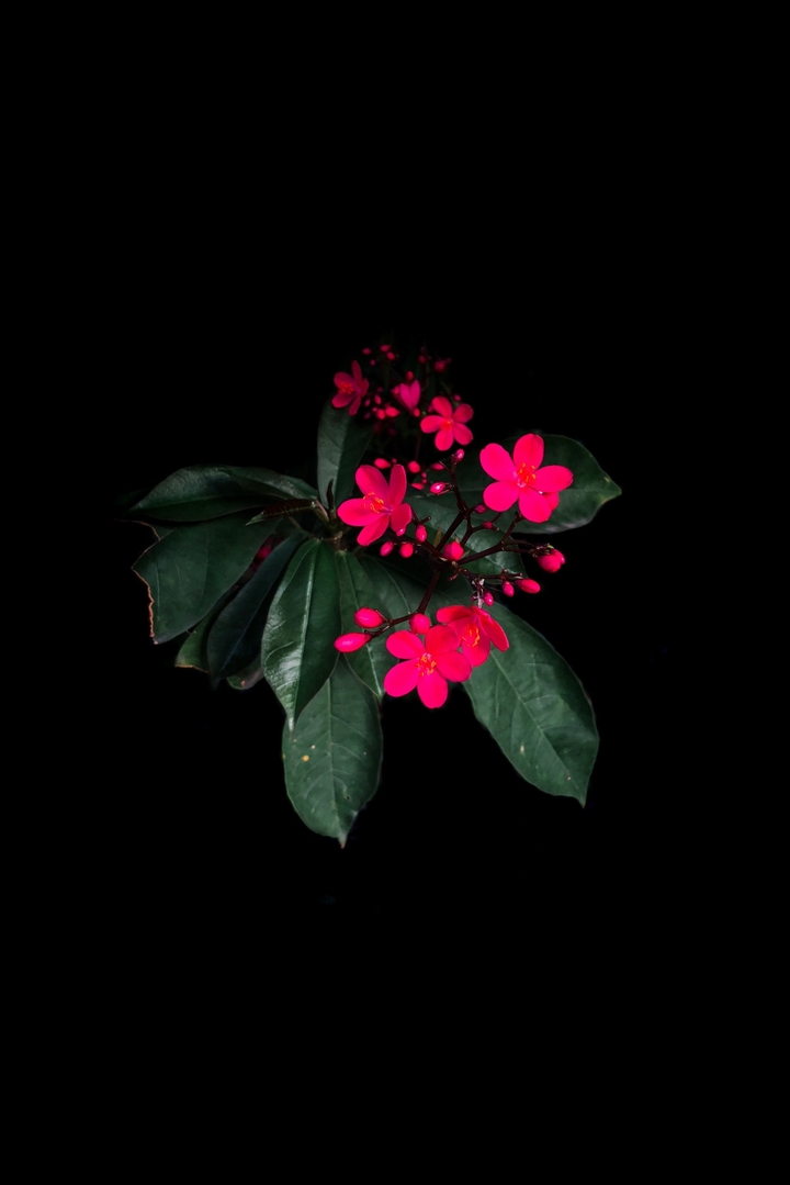 black pink flowers leaf green
