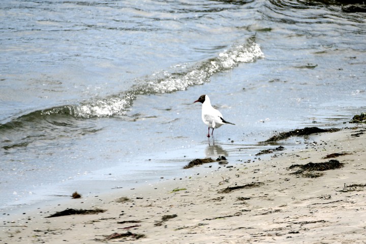 möwe