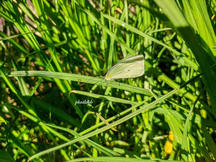 Mariposa