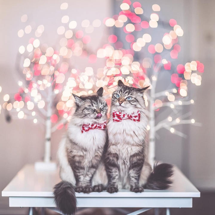 Christmas cat