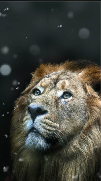 lion king