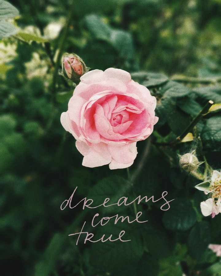 Rose
