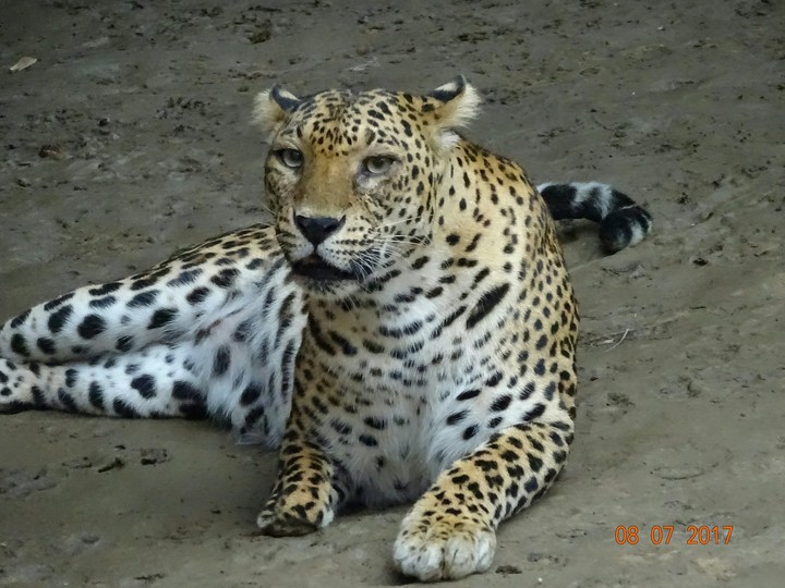 Leopard