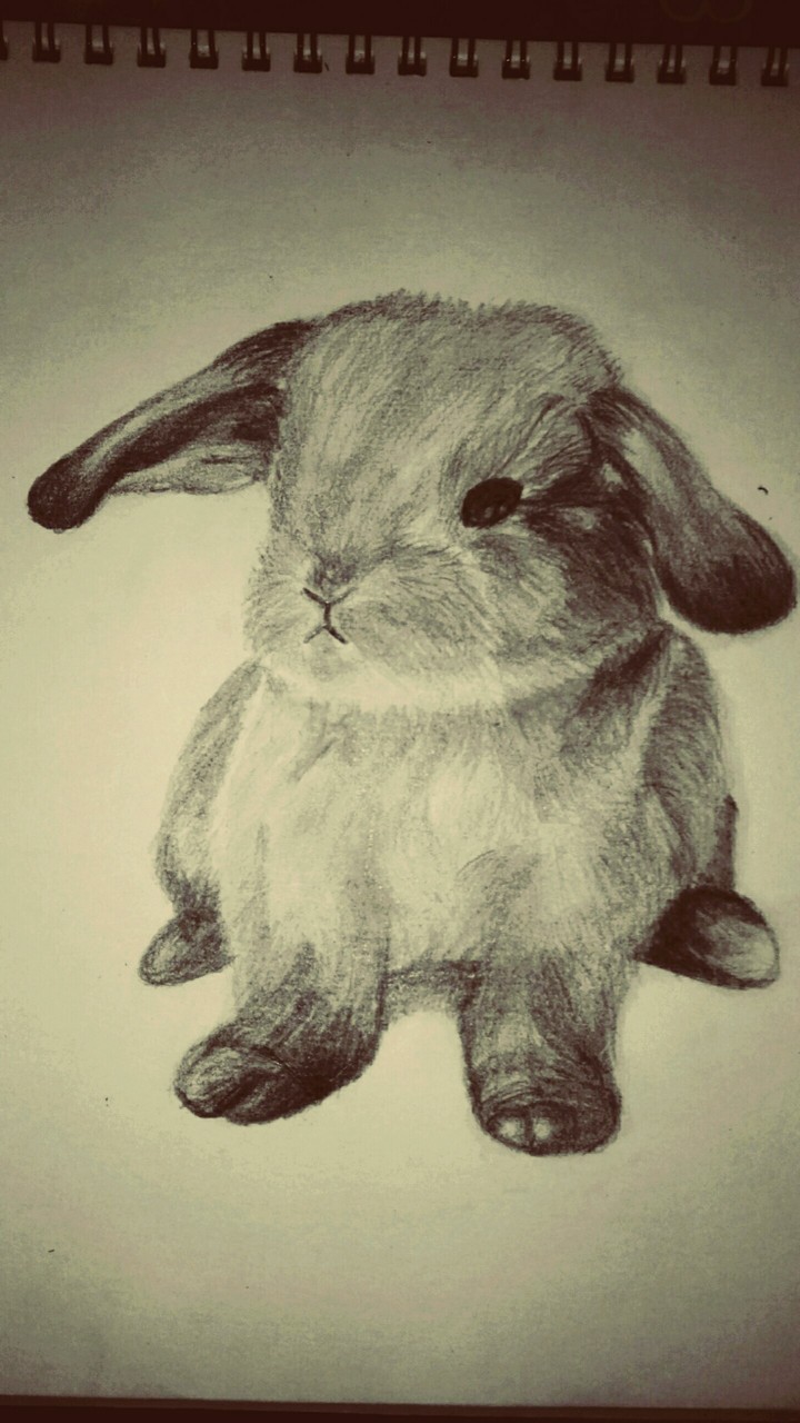 drew a rabbit