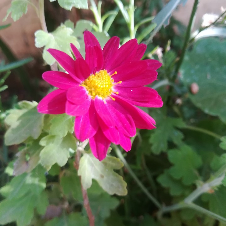 flowers
