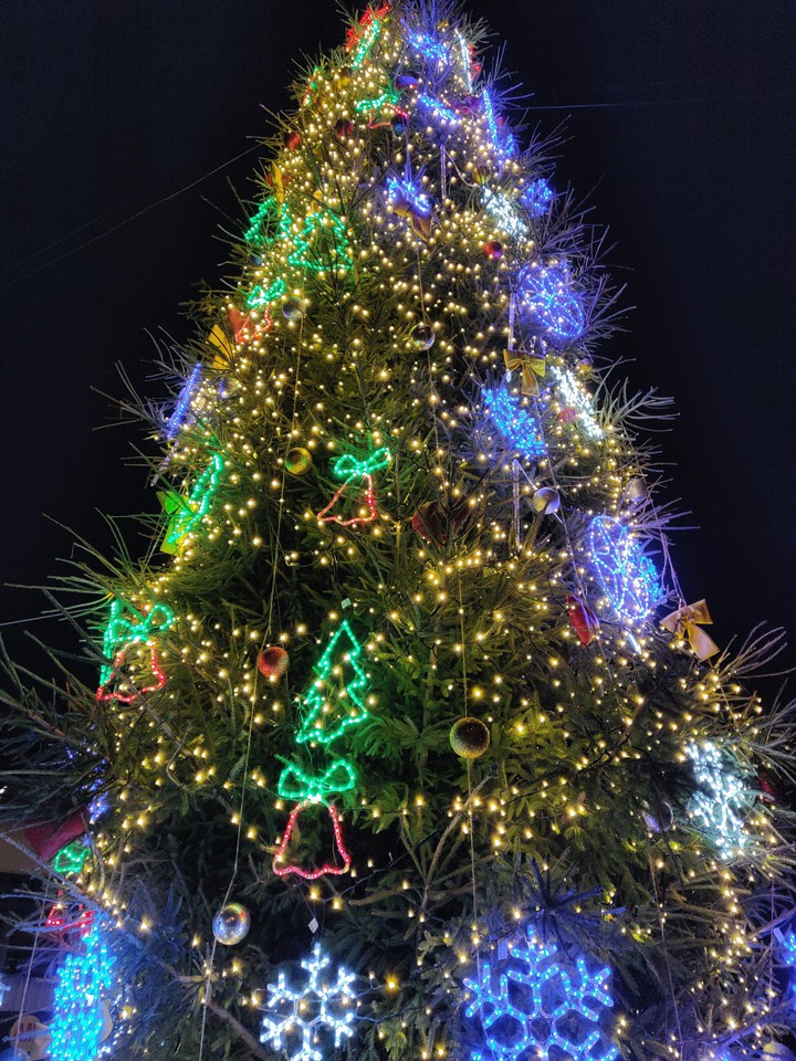 spruce