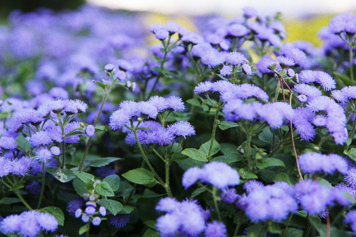 blue flowers