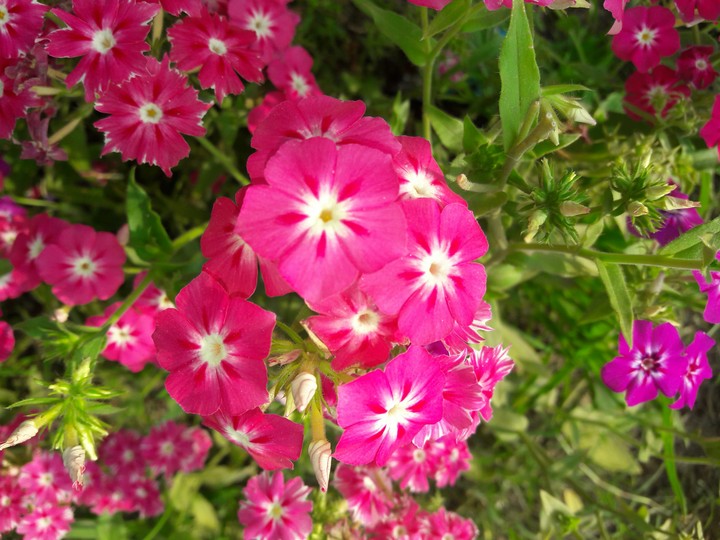 Blooming