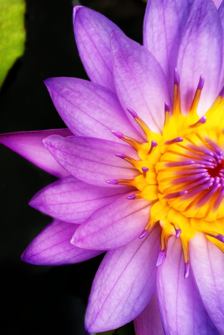 pink lily