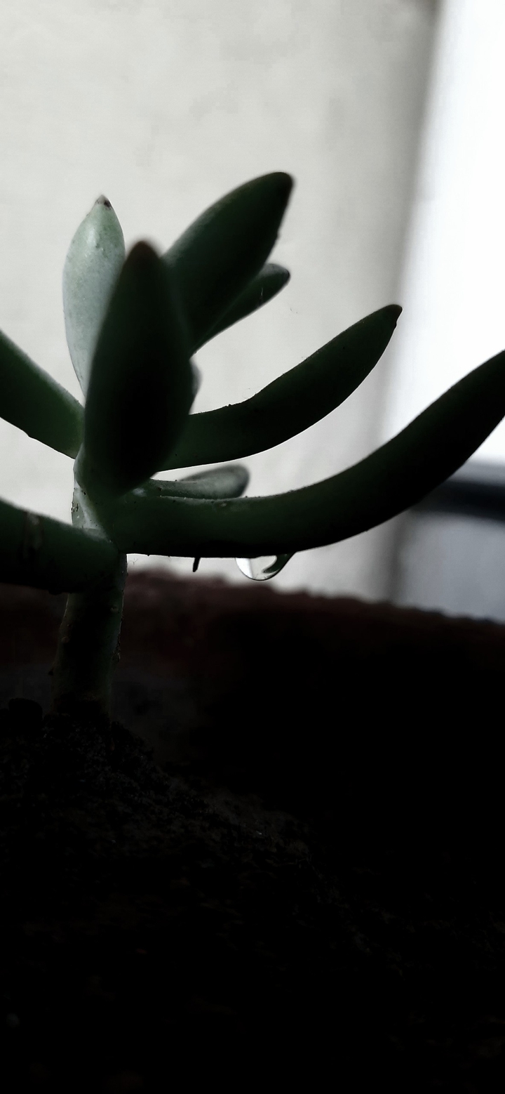 DROP