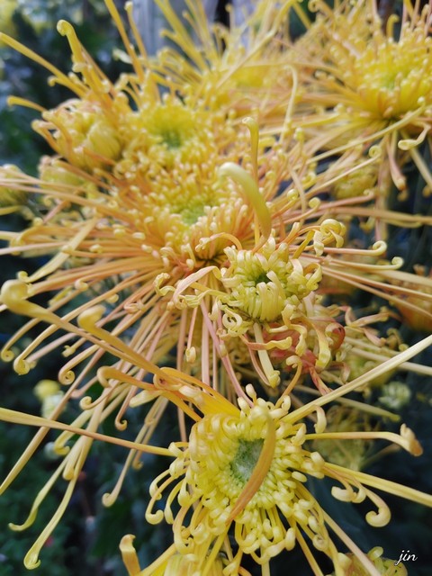 רקעים Pollen, flower