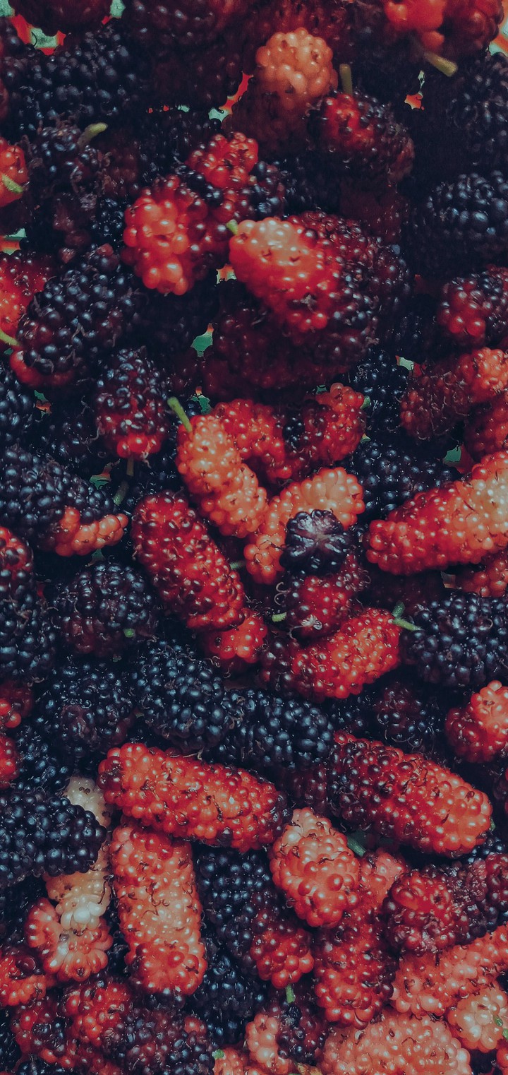 mulberry ?