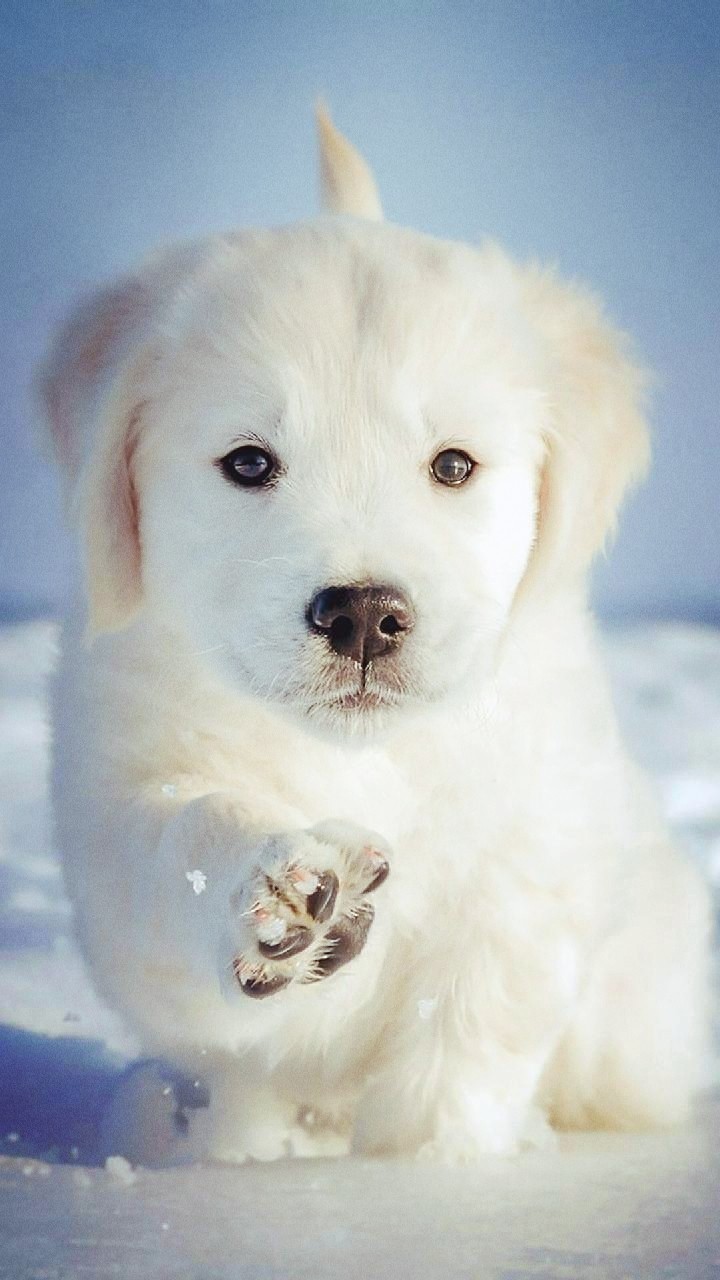 Snow White Puppy❤