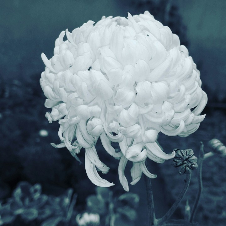 White  flower