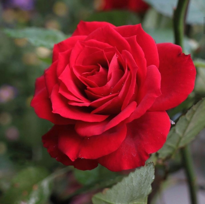 Roses