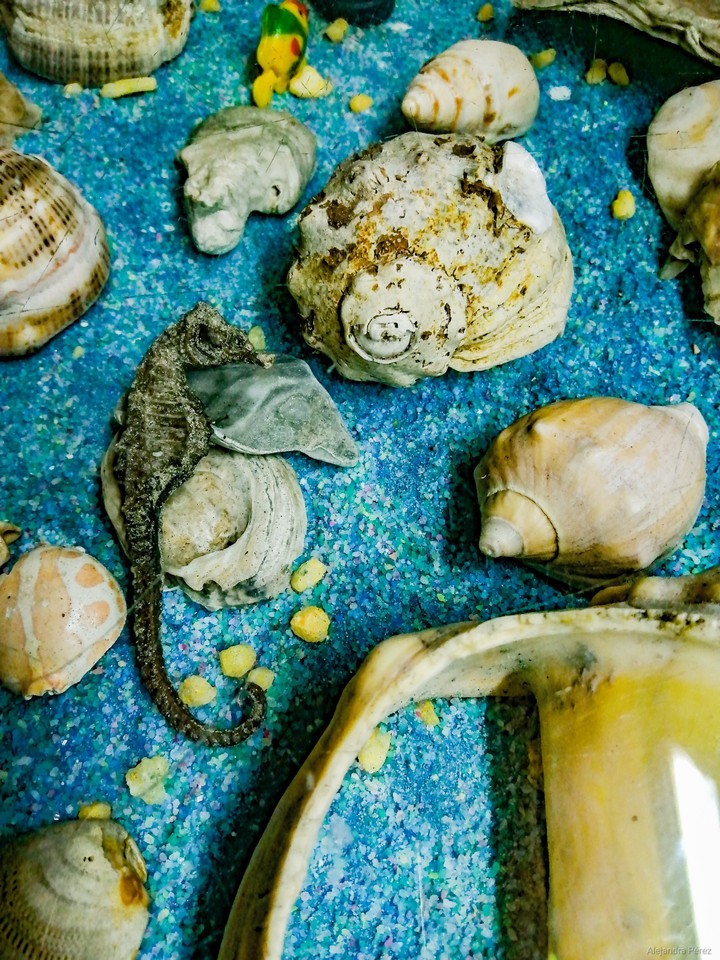 caballito de mar