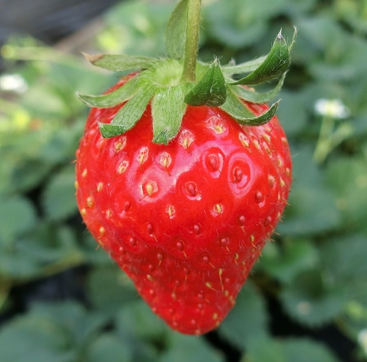 strawberry