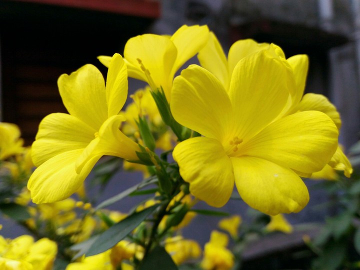#flower