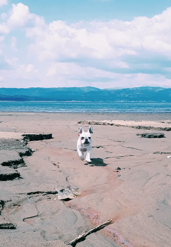Dog runing at the beach