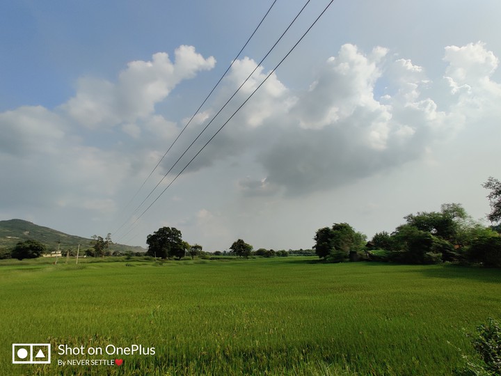 Grass Green Field
