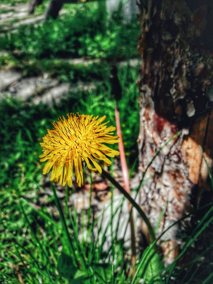 flower