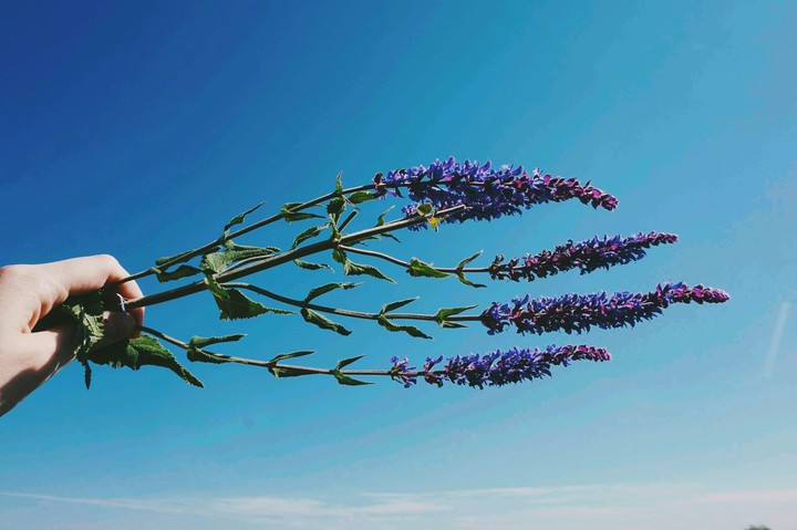 sky and flowers