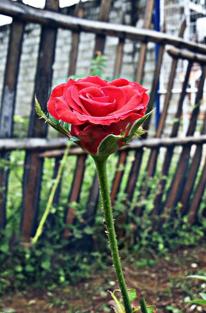 garden rose