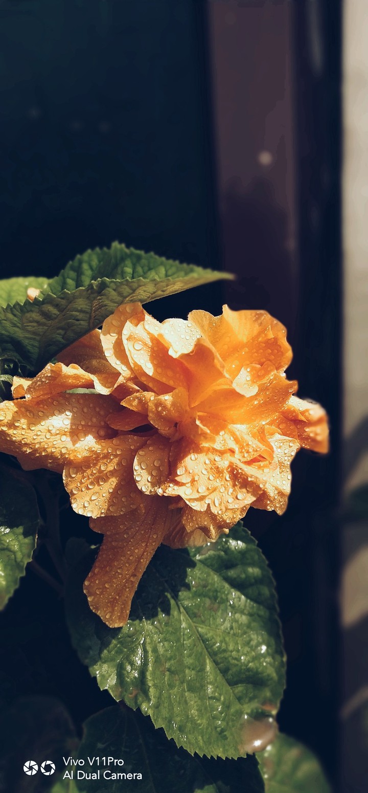flower