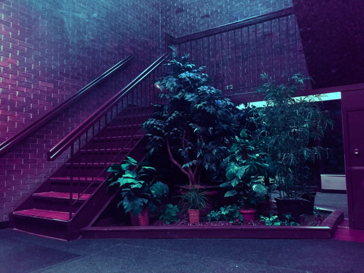 Neon Plant
