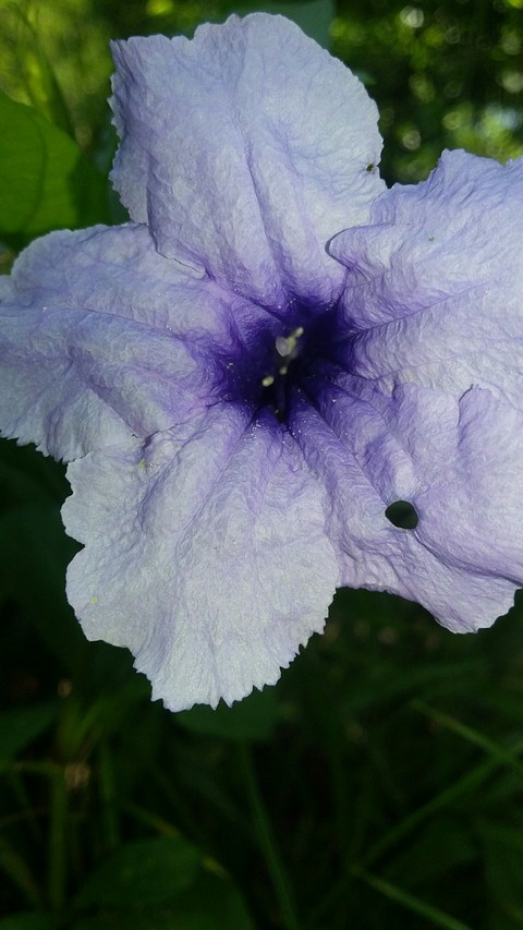 Purple Blossom
