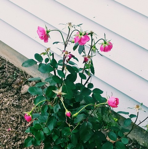 Flower buds