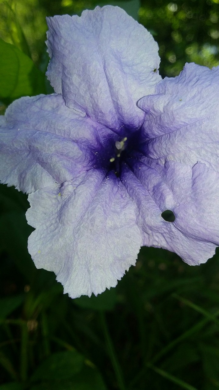 Purple Blossom