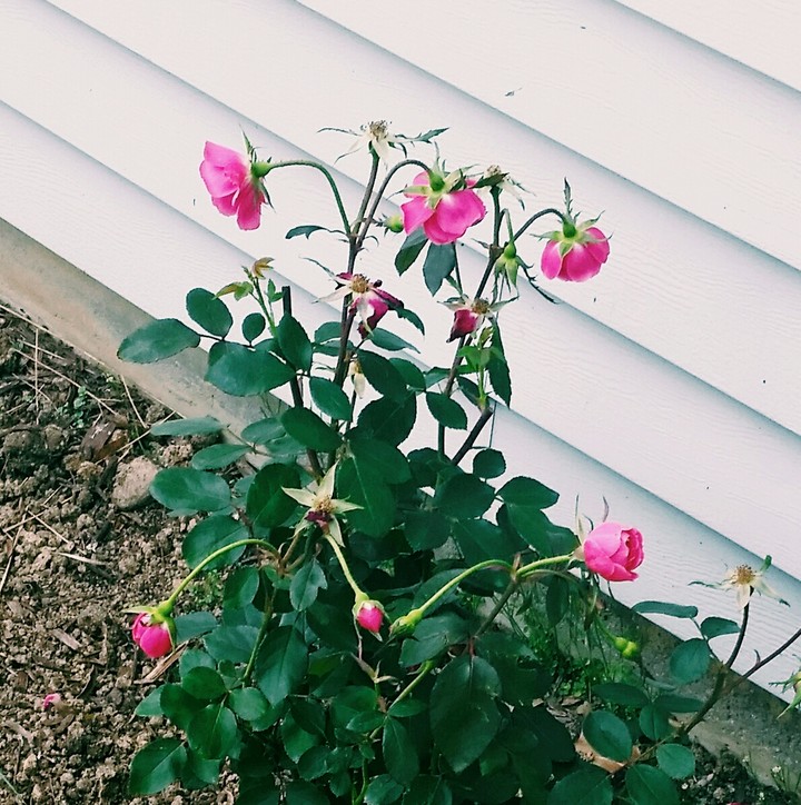 Flower buds