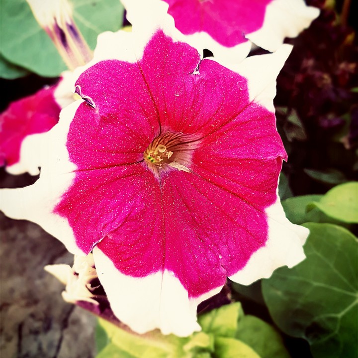 flower