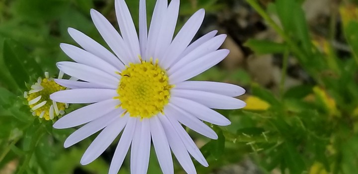 牧野植物園にて