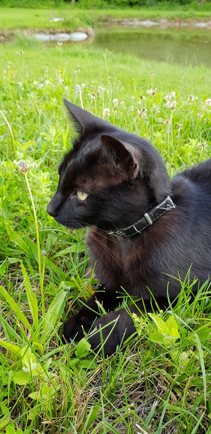 chat noire