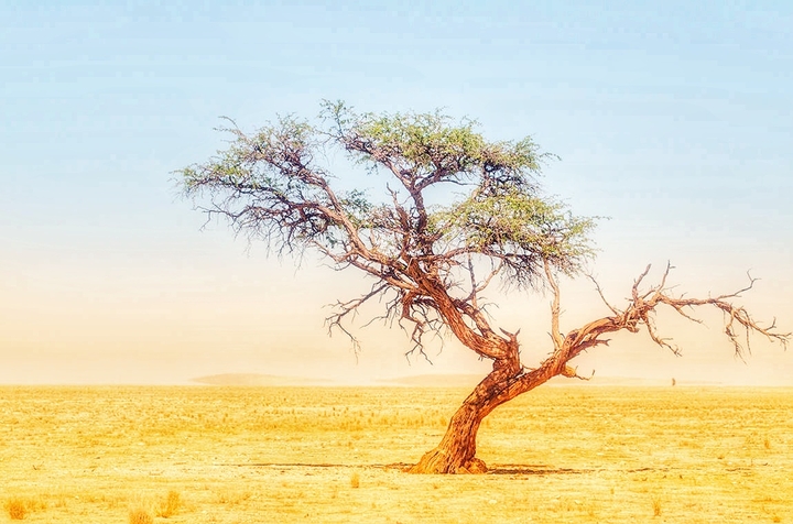 tree