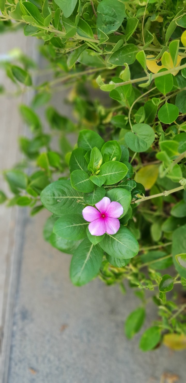 Flower