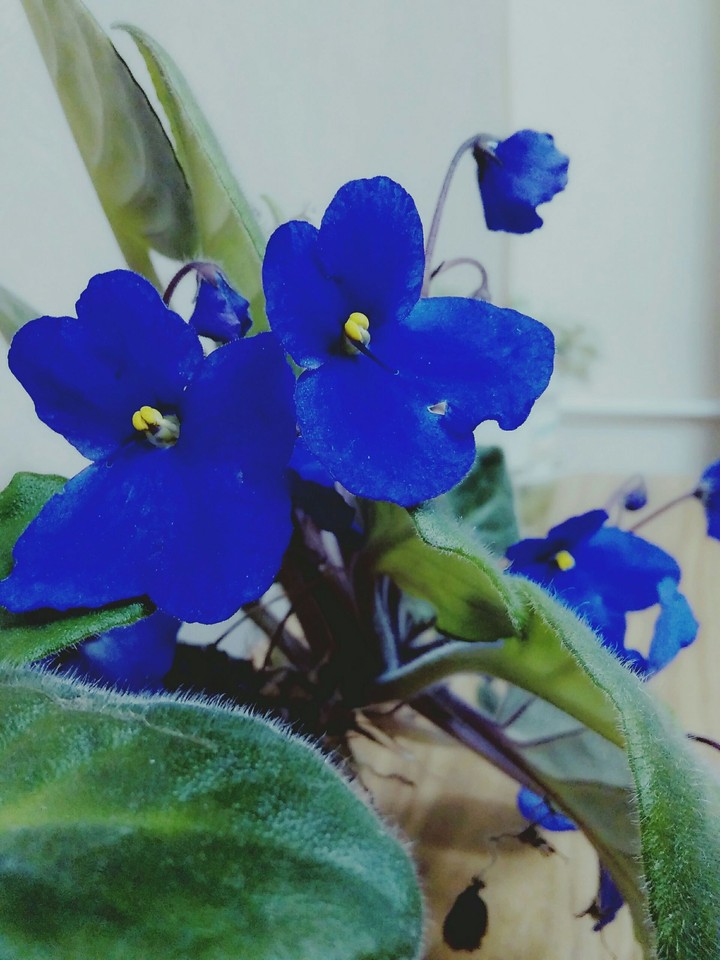 In Violette