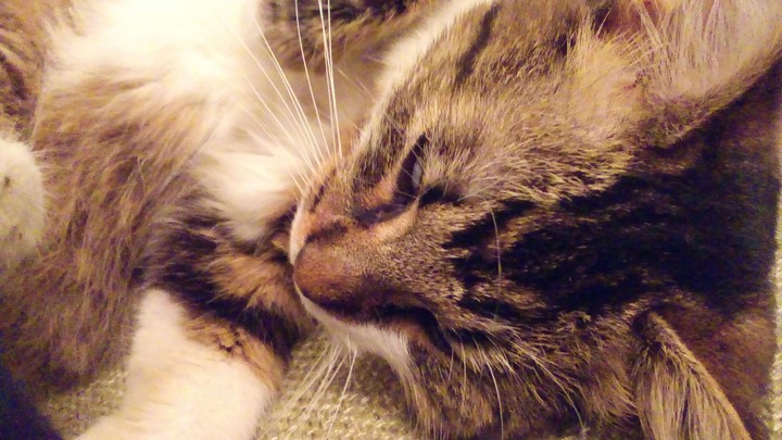 Sleeping Chechek