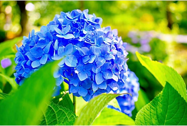 plue flower