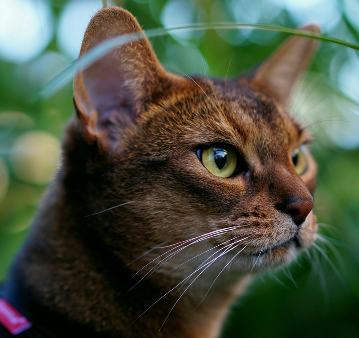 kitty