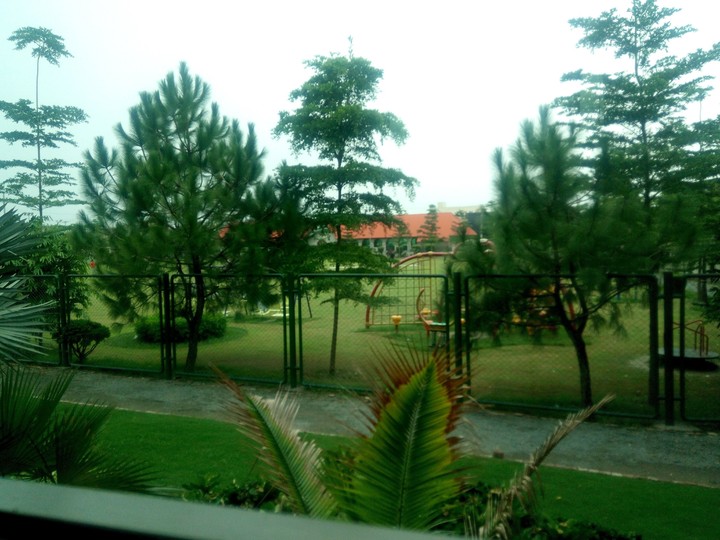 pine trees looks so levish